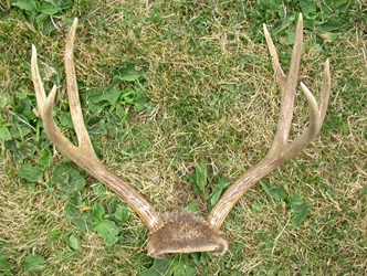 Deer Antler Rack Set: Large (7-10 points ) 
